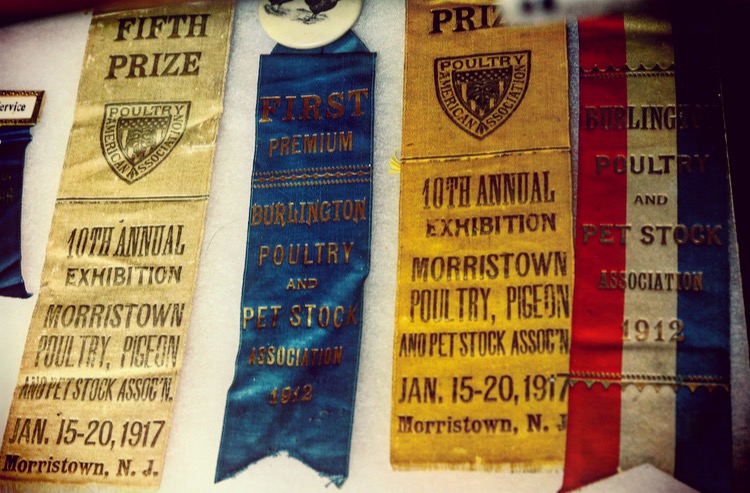 early 1900s American Poultry Association exhibition prize ribbons