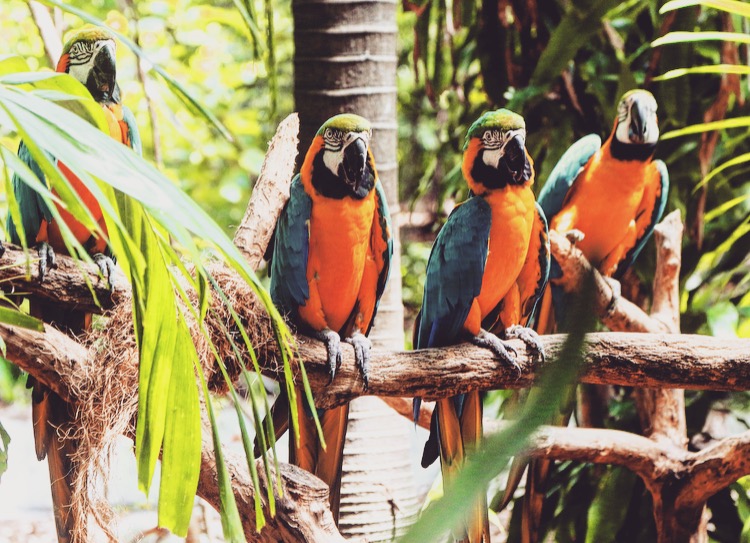 parrots at Jungle Island, zoological park in Miami, Florida
