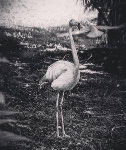 black & white flamingo photo