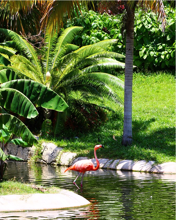 flamingo at Jungle Island, zoological park in Miami, Florida