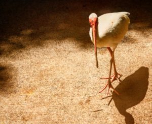 American White Ibis