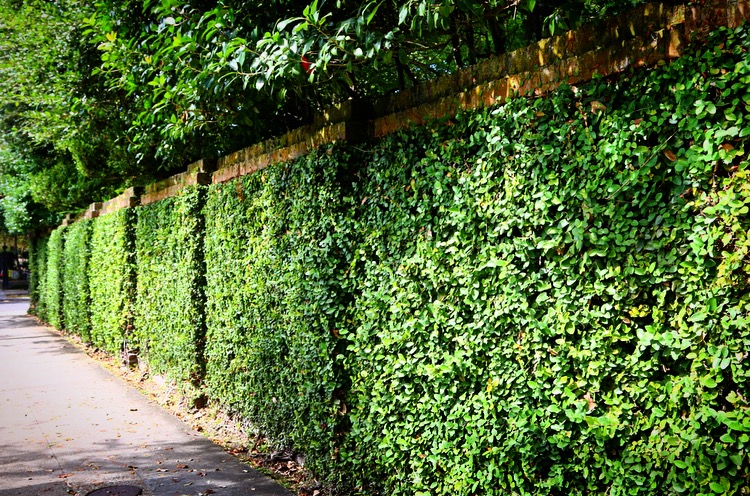 vine covered wall. Garden District, New Orleans