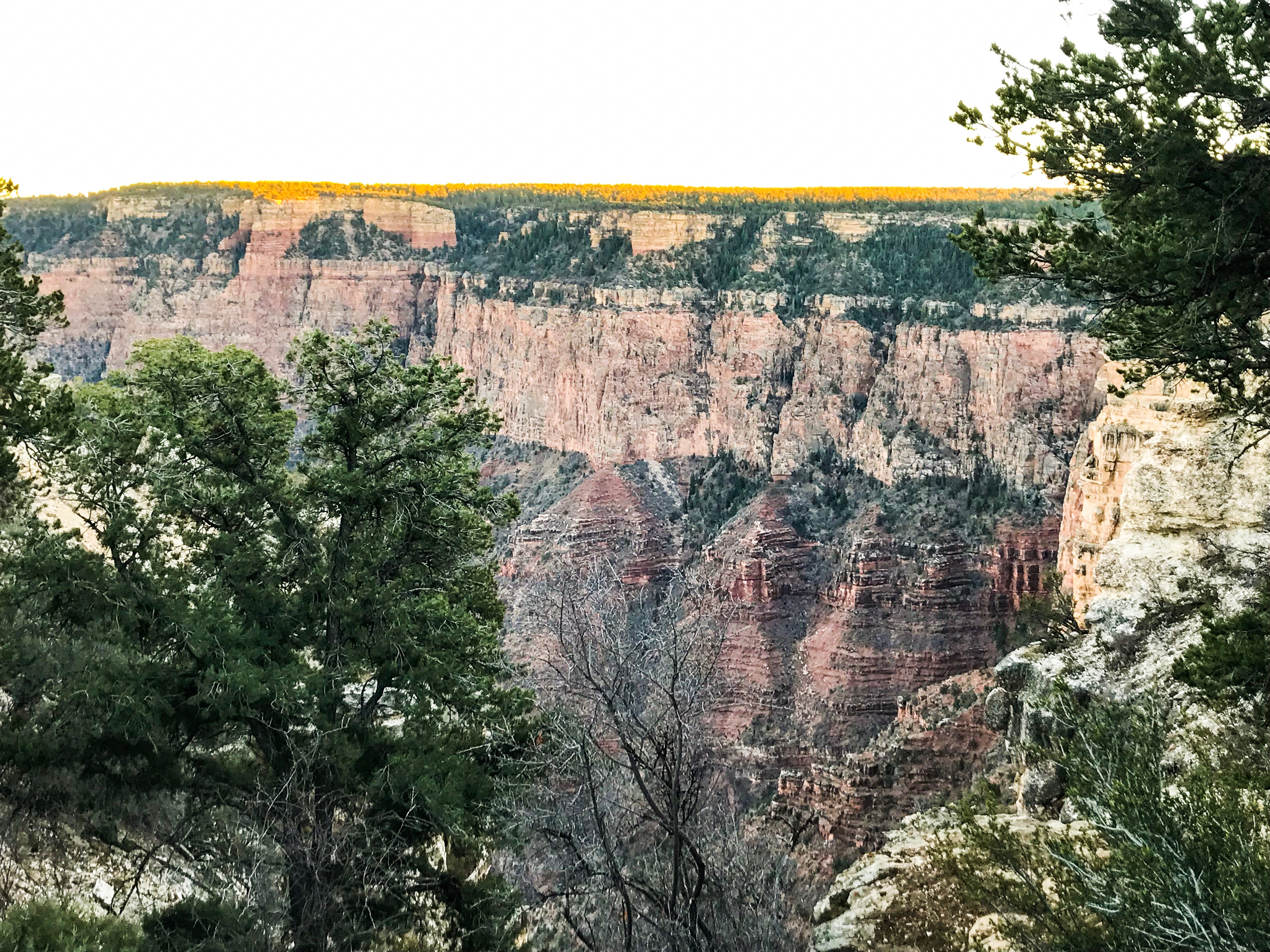Greenery growing on the Grand Canyon