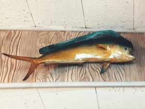 Mounted fish at The Fisherman Restaurant, Phoenixville, Pennsylvania