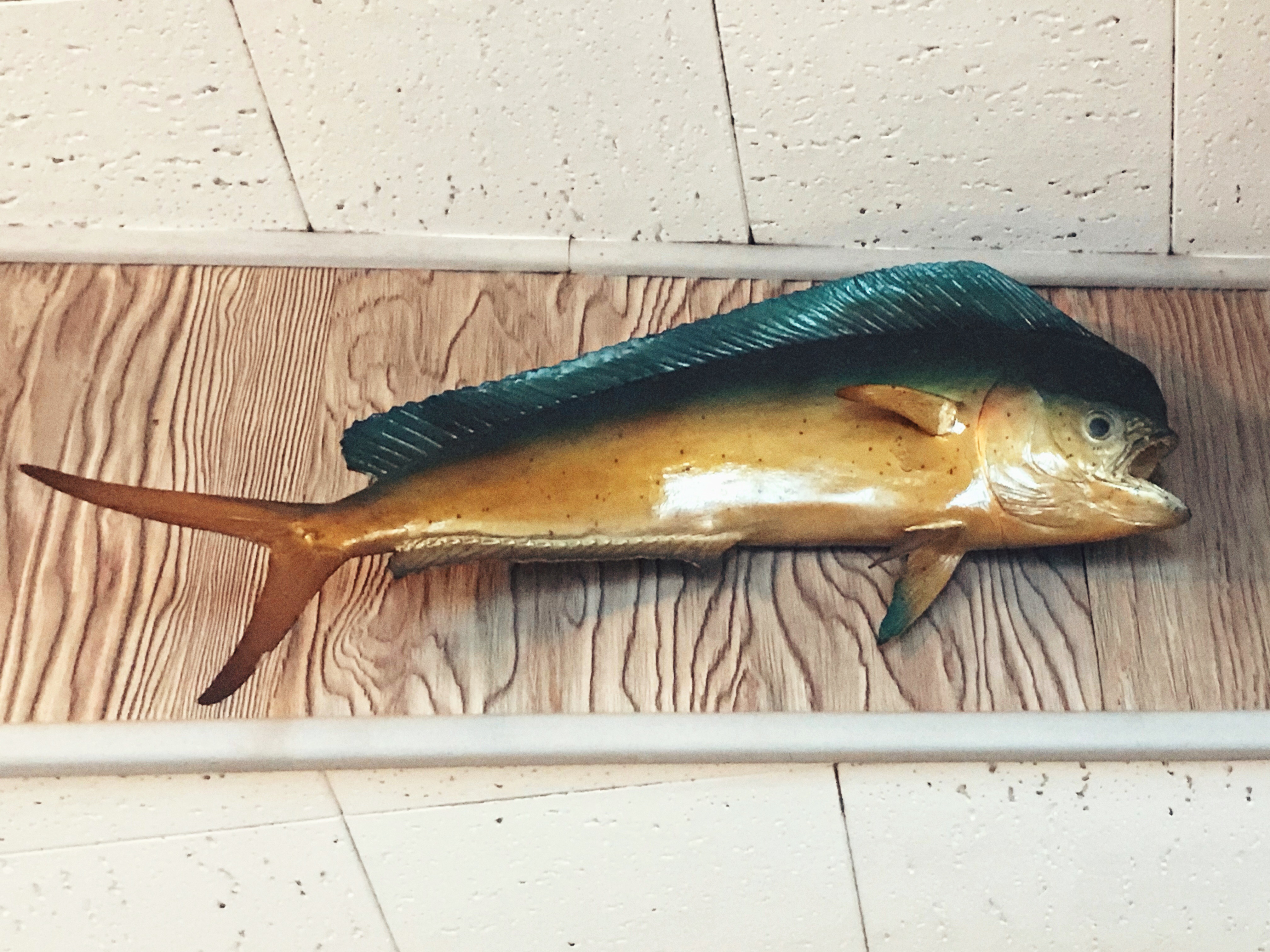 Mounted fish at The Fisherman Restaurant, Phoenixville, Pennsylvania 