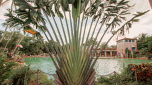 Hopeless Nostalgic. Venetian Pool plant view 2