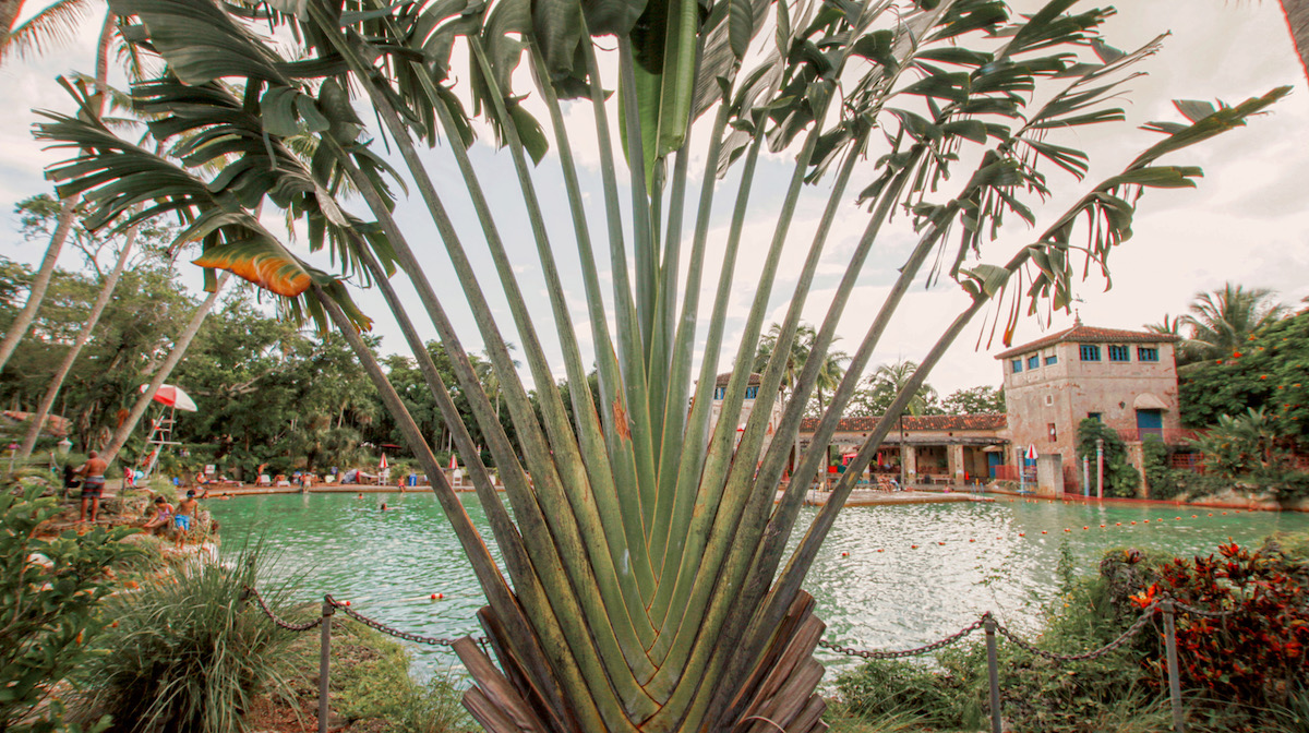 Hopeless Nostalgic. Venetian Pool plant view 2
